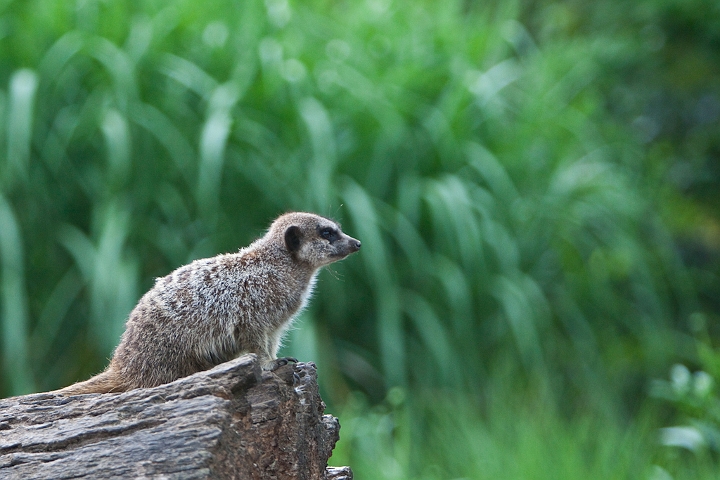 IMG_3744.jpg - chien de prairie