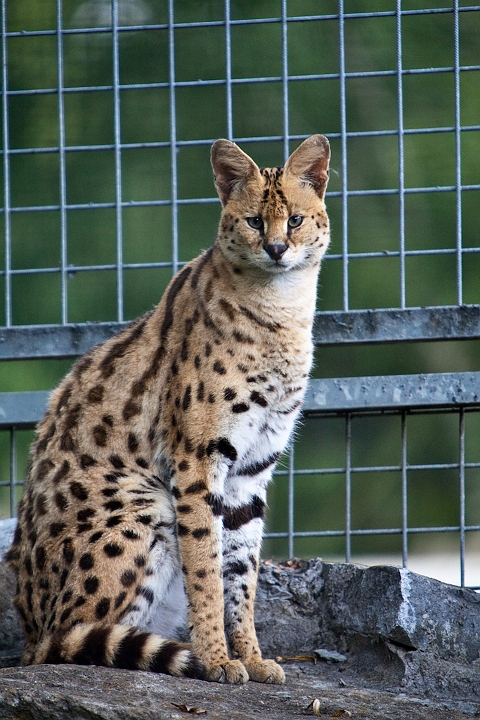 IMG_3749.jpg - Serval