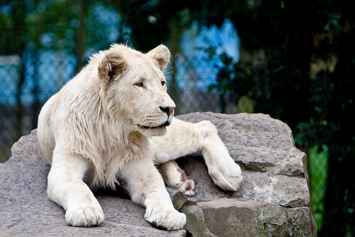 IMG_3776.jpg - Lionne