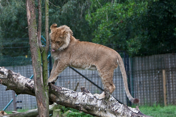IMG_3782.jpg - lion