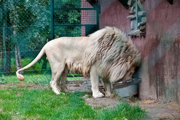 IMG_3940.jpg - Lion blanc