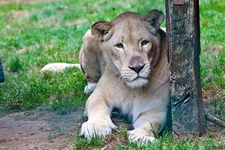 IMG_3941.jpg - Lionne