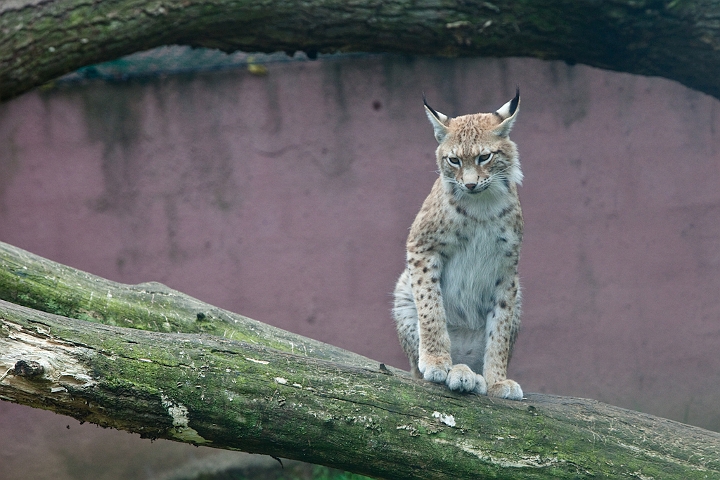 IMG_3947.jpg - Lynx commun