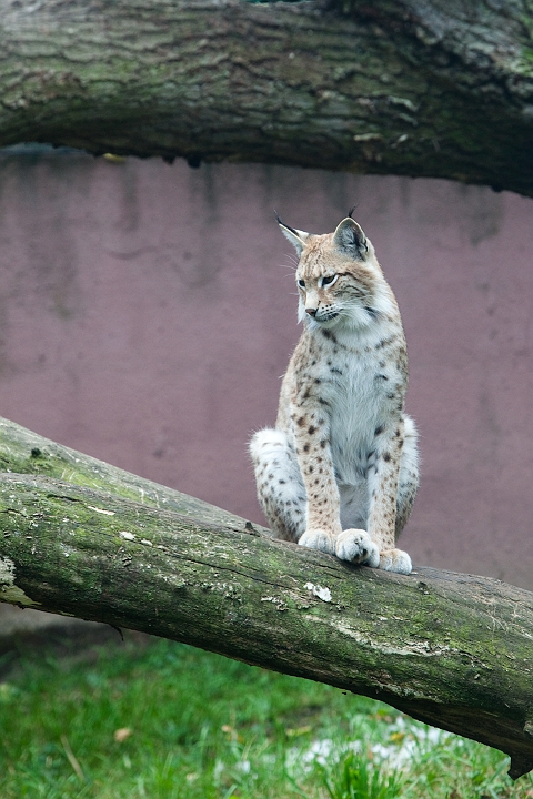 IMG_3954.jpg - Lynx commun