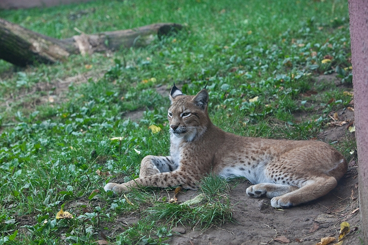 IMG_3962.jpg - Lynx commun