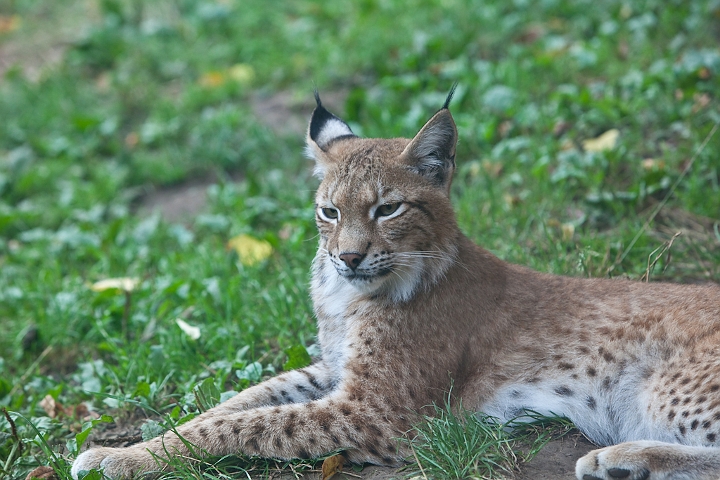 IMG_3965.jpg - Lynx commun