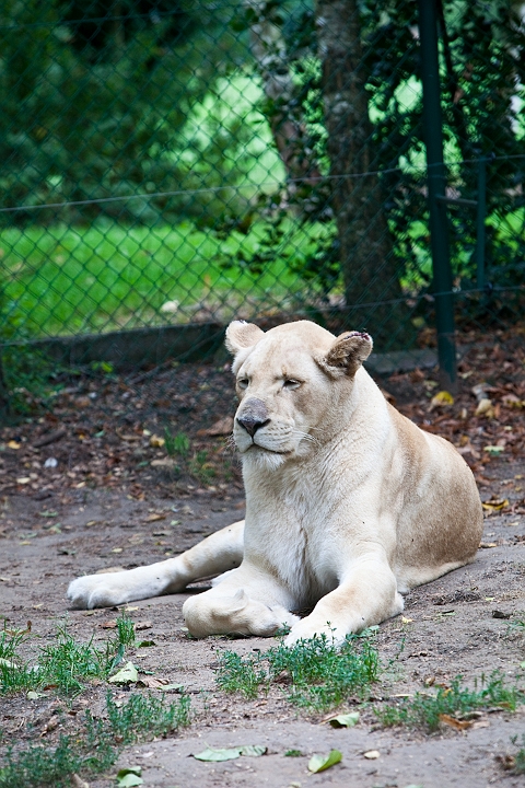 IMG_4022.jpg - Lionne Blanche :)