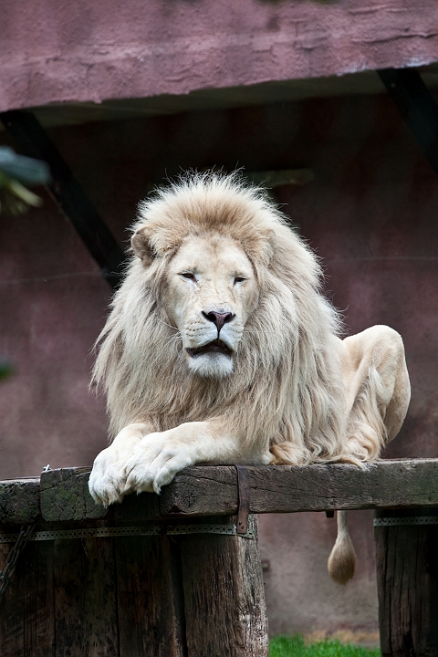 IMG_4026.jpg - Lion blanc