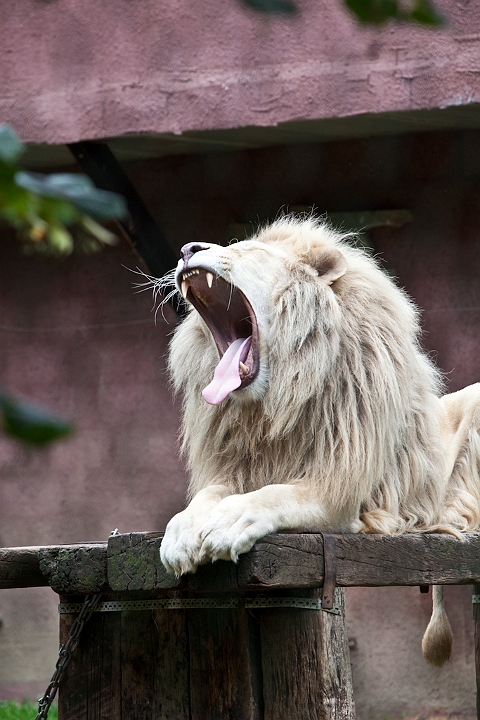 IMG_4035.jpg - Lion blanc
