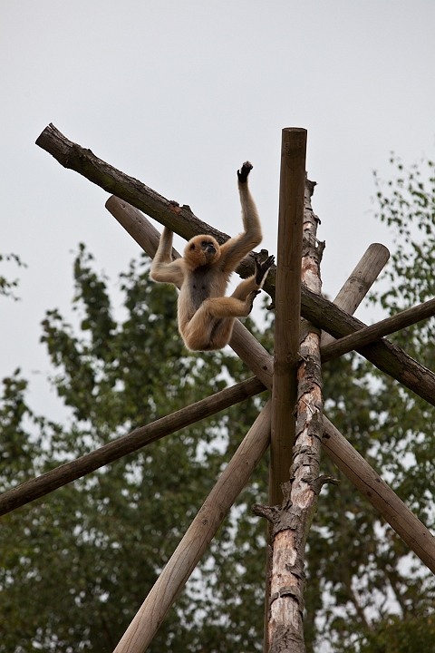 IMG_4042.jpg - Gibbon