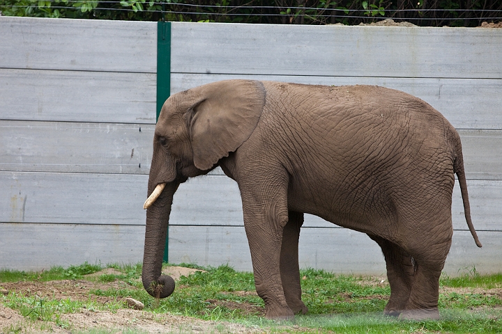 IMG_4051.jpg - Elephant d'afrique