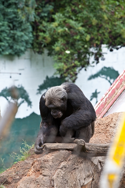 IMG_4062.jpg - Chimpanzé
