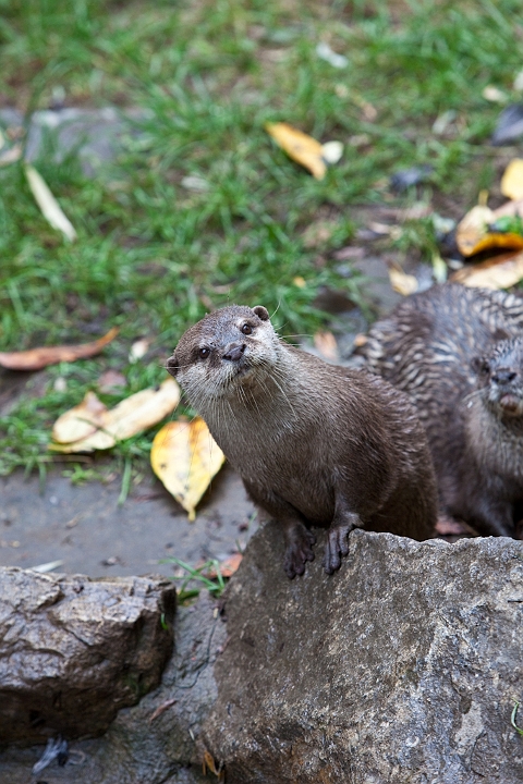 IMG_4081.jpg - Loutre
