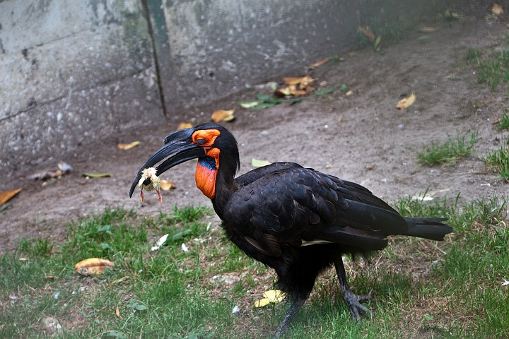 IMG_4110.jpg - Bucorve du sud