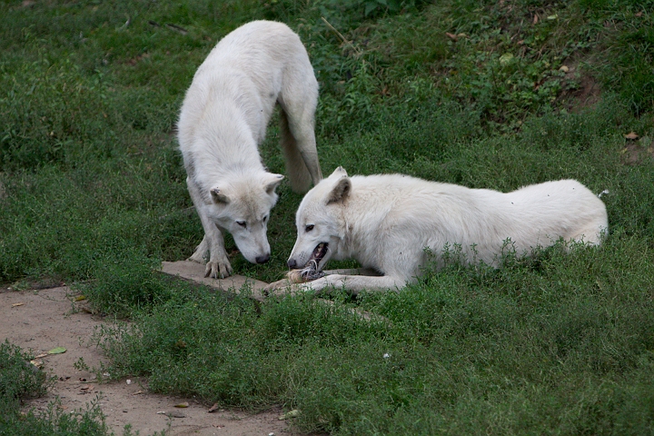 IMG_4135.jpg - Loups blanc