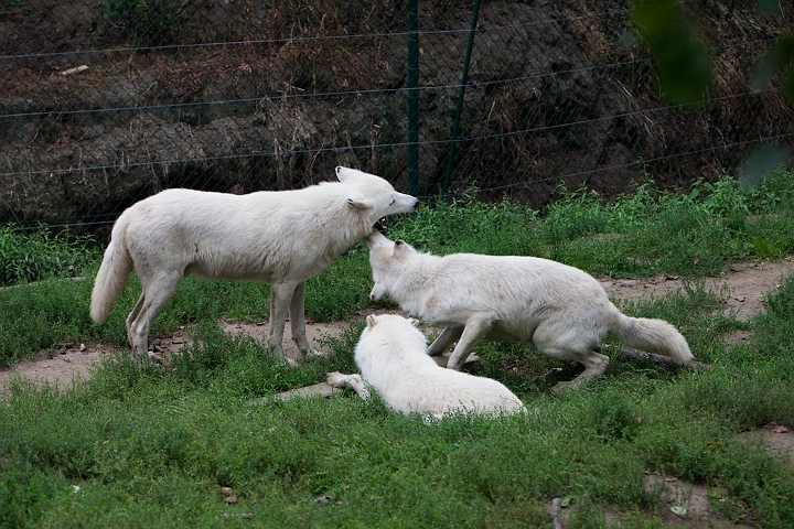 IMG_4145.jpg - Loups blanc