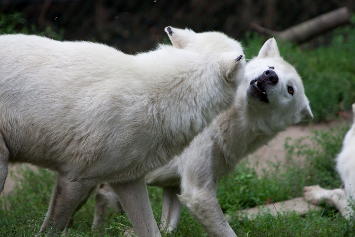 IMG_4150.jpg - Loups Blanc