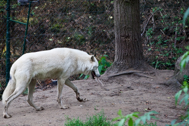 IMG_4178.jpg - Loup blanc