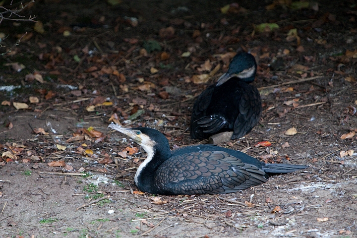 IMG_4191.jpg - Cormoran