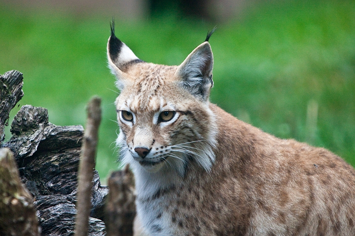 IMG_4220.jpg - Lynx commun