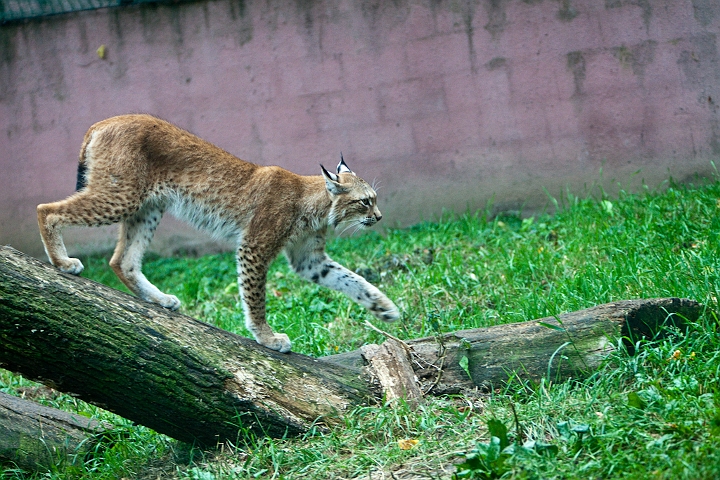 IMG_4224.jpg - Lynx commun