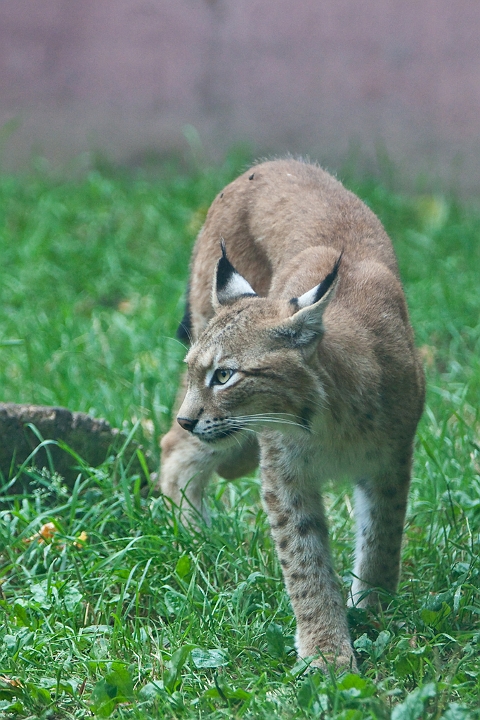 IMG_4228.jpg - Lynx commun