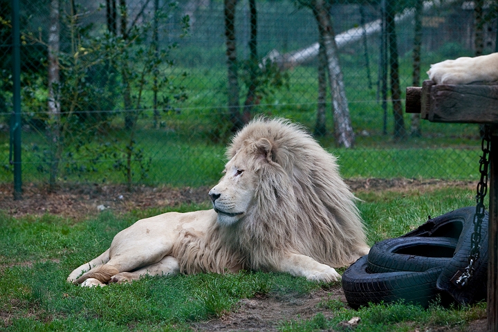 IMG_4254.jpg - Lion blanc