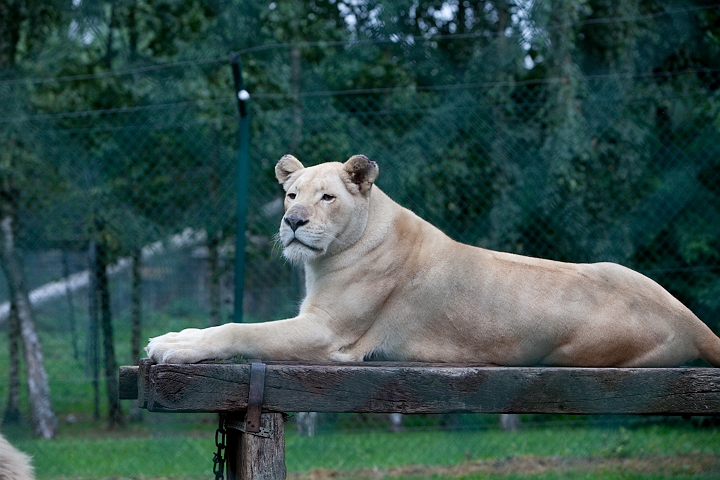 IMG_4255.jpg - Lionne