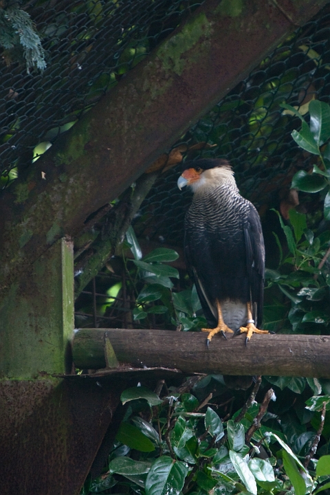 IMG_2525.jpg - caracara huppé
