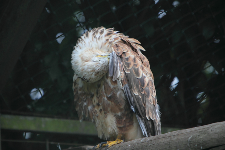 IMG_2529.JPG - faucon sacréet aussi buse féroce, Faucon pélerin, buse à queue rousse