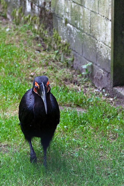 IMG_2552.jpg - Bucorve du sud