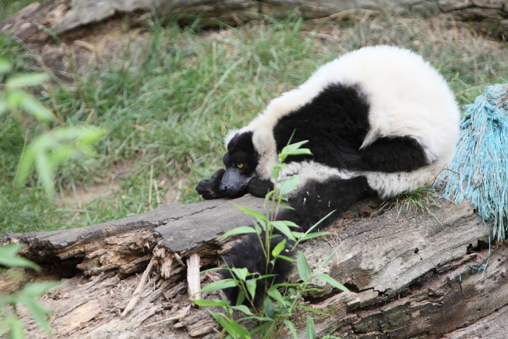 IMG_2556.JPG - Lemur vari