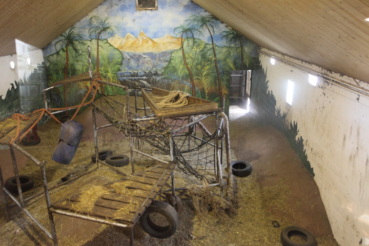 IMG_2568.JPG - la salle jouxte l'enclos de nuit des chimpazés que l'on peut apercevoir par une vitre