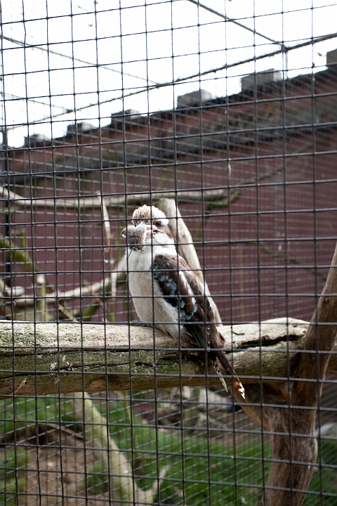 IMG_2818.jpg - kookaburra