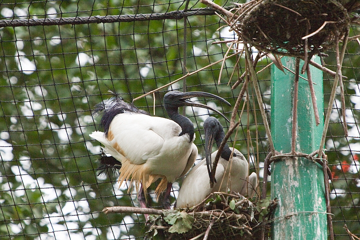 IMG_3061.jpg - Ibis sacrés