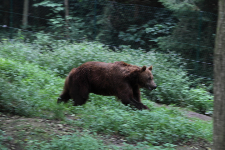 IMG_3149.JPG - Ours Brun