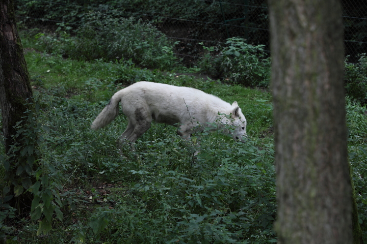 IMG_3155.JPG - Loup d'articque