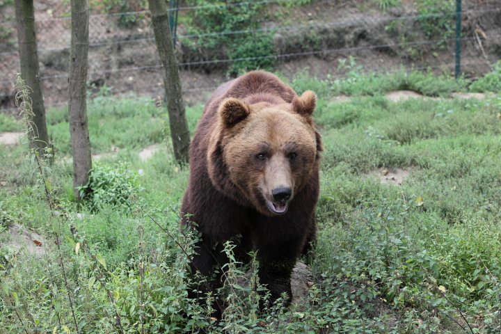 IMG_3173.JPG - Ours Brun