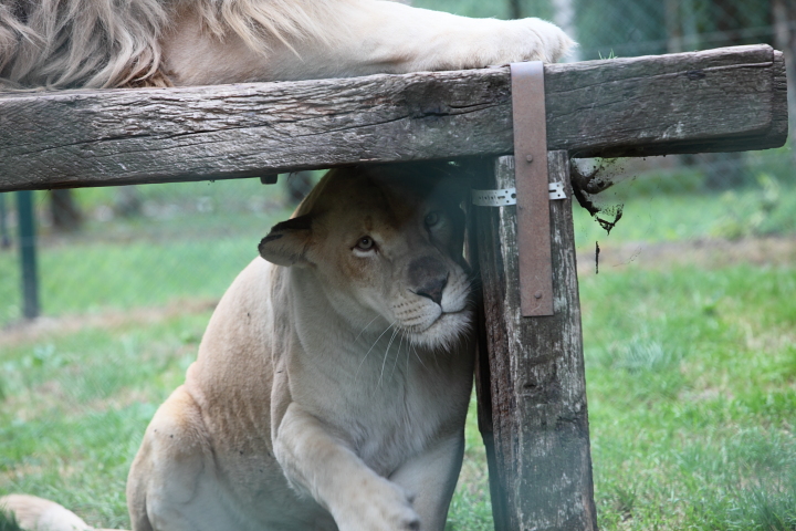 IMG_3393.JPG - femelle Lion Blanc