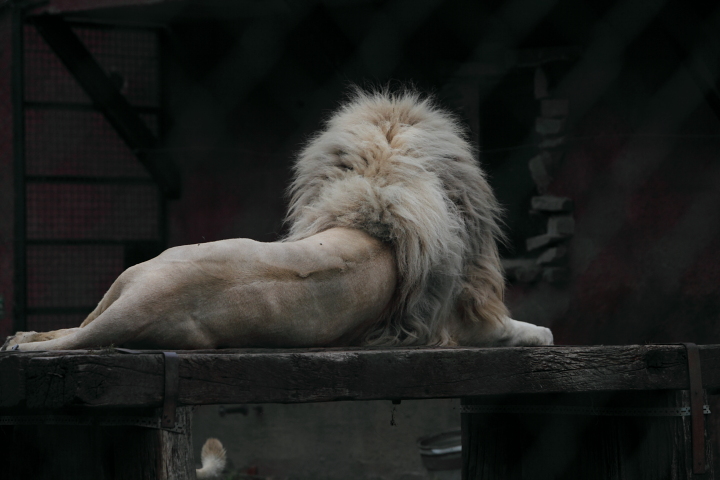 IMG_3395.JPG - Male lion blanc