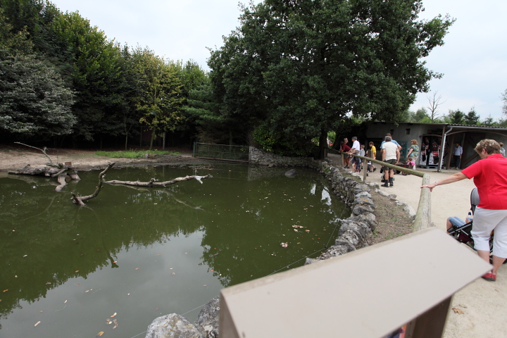 IMG_3420.JPG - autours un enclos avec un hippopotame pygmé