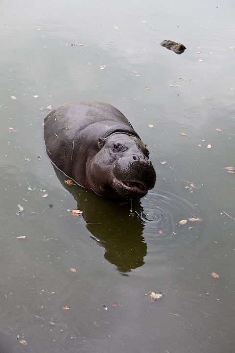 IMG_3427.jpg - Hippopotame pigmé