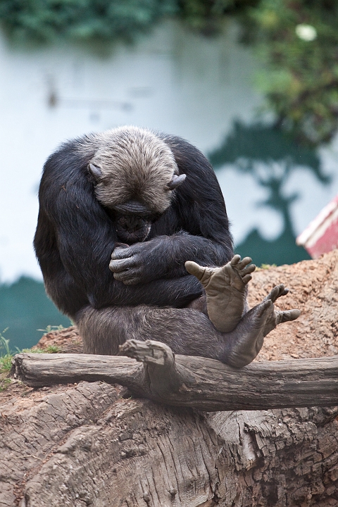 IMG_3587.jpg - Chimpanzé