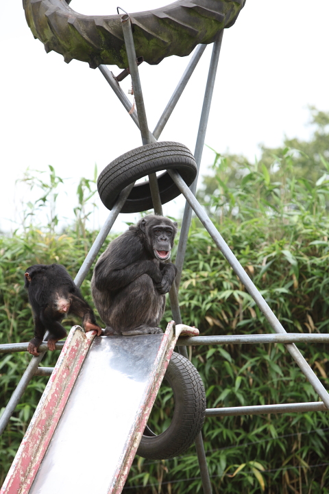 IMG_3610.JPG - Chimpanzé, les pneus et autres ferrailles font un peu tache.