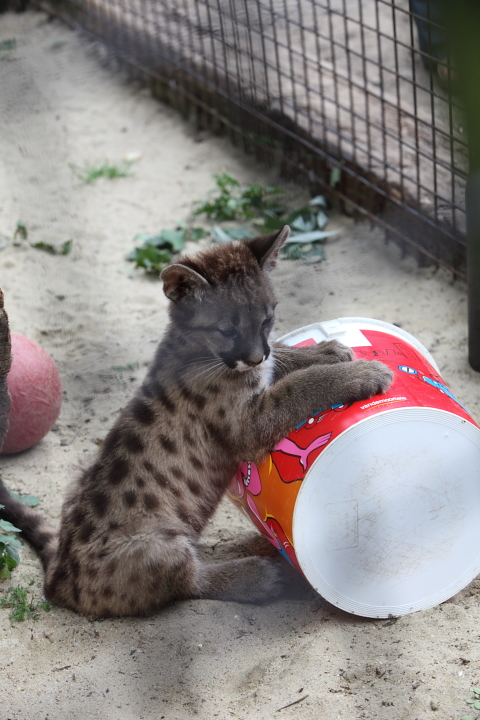 IMG_3618.JPG - puma