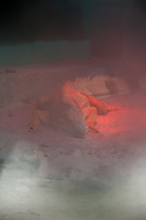 IMG_3637.jpg - Sur la droite un petit vivarium avec :un iguanadae et  un caïman nain de cuvier  (que je n'ai pas vu, car les vitres étaient vraiement embuées)