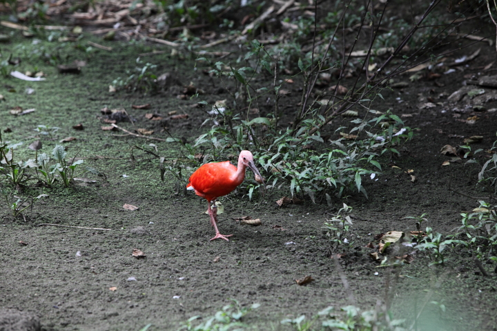 IMG_3709.JPG - Ibis Rouge