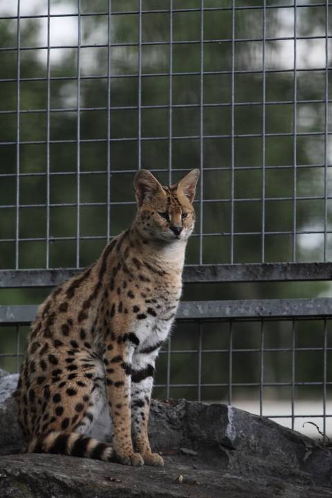 IMG_3750.JPG - juste après le même type de cages avec un serval