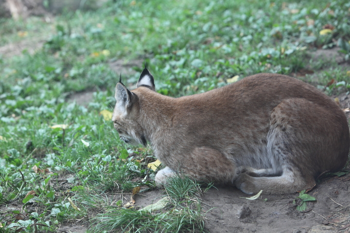 IMG_3958.JPG - des lynx communs