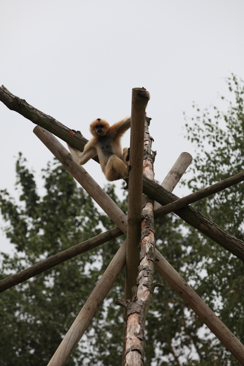 IMG_4043.JPG - Gibbon lar